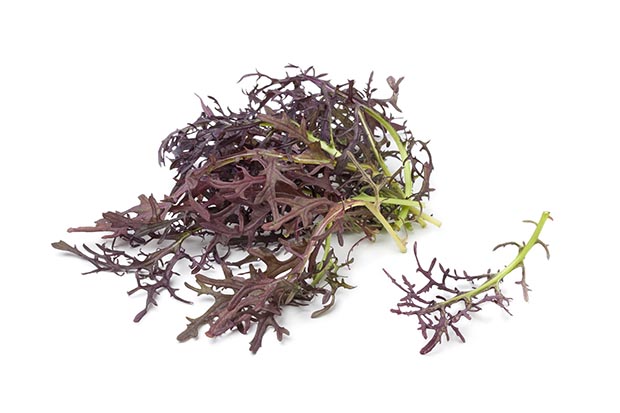 MIZUNA PÚRPURA sobre 50g